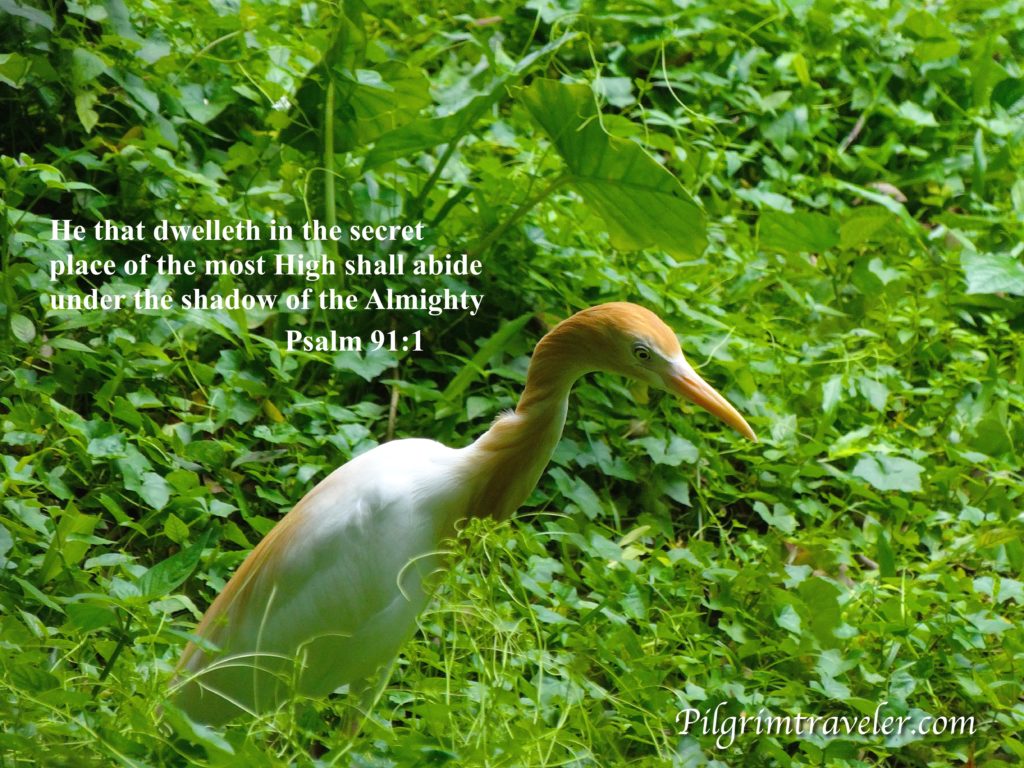 Psalm 91:1 "He that dwelleth in the secret place of the most High shall abide under the shadow of the Almighty." 