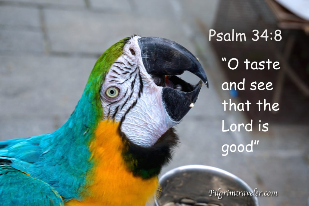 Psalm 34:8 "O taste and see that the Lord is good: blessed is the man that trusteth in him." 